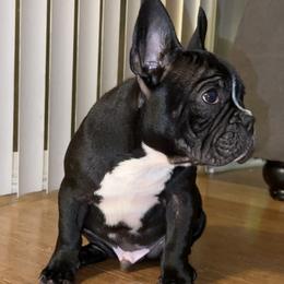 French Bulldog Puppies from French OG Los Ángeles