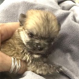 Puppy3 - Orange sable female Pomeranian puppy in Royston, Georgia from SouthernHearts Poms