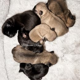 Charlie - Fawn male Pug puppy in Shady Hills, Florida from Premium Pugs