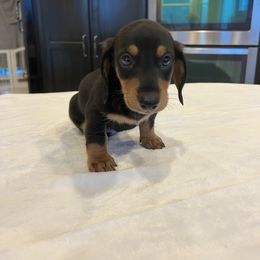 Beemer - Black and tan male Dachshund puppy in Conroe, Texas from Darci's Dachshunds