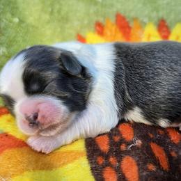 Blue and White Female 1 - Blue and white female Shih Tzu puppy in Oakville, Washington from Garrard Creek Shih Tzus