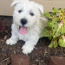 West Highland White Terrier Puppies from S&S Westies