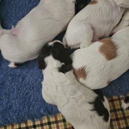 Brittany Puppies from Riley's Upland Brittany's