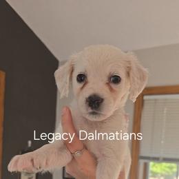 Butterfly - White and lemon female Dalmatian puppy in Janesville, Wisconsin from Legacy Dalmatians