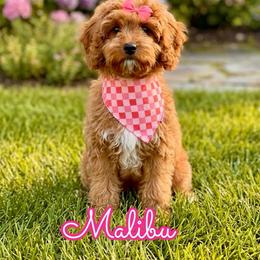 Malibu - Red female Cavapoo puppy in Buford, Georgia from Petite Posh Puppies