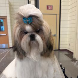 Travis - Shih Tzu
