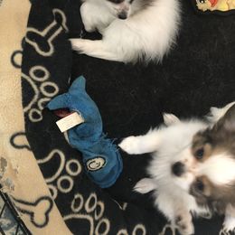 Papillon and Poodle Puppies from Kipling Papillons and Poodles