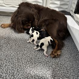 Cavapoo puppies from LierChonPoo