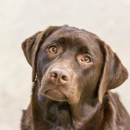 Reese - Labrador Retriever