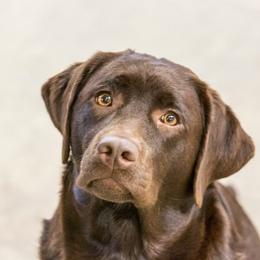 Reese - Labrador Retriever