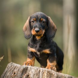 Dachshund Puppies from HighStyle Dachshunds
