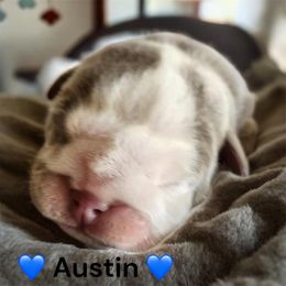 Austin - Fawn and white male Bulldog puppy in Phoenix, Arizona from Hamalini Bulldogs LLC