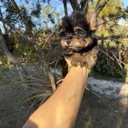 Timmy Timothy - Black and tan male Yorkshire Terrier puppy in North Naples, Florida from Moon Ranch Puppies