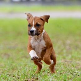 The Confident All-Rounder - Red male American Staffordshire Terrier puppy in St. Augustine, Florida from LBK & Ancient City
