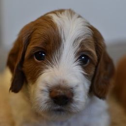Goldendoodle Puppies from DaisysdoodlesAZ