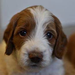 Goldendoodle Puppies from DaisysdoodlesAZ