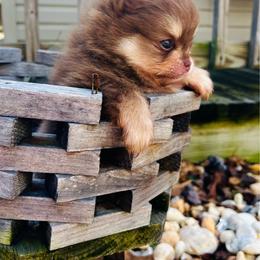 Schnitzel - Chocolate and tan male Pomeranian puppy in Buck Valley, Pennsylvania from Buck Valley Pomeranians