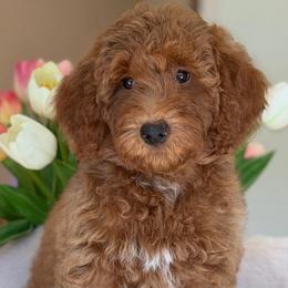 Maybach - Red  female Goldendoodle puppy in Yuciapa, California from AlltheDoodlez_