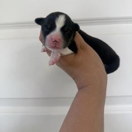 Girl 2 - Black and tan female Pembroke Welsh Corgi puppy in Red Bluff, California from Wilder Ranch Corgis