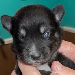 Jetson - Black male Pomsky puppy in Spring Hill, Florida from PDQ Pomskies