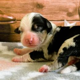 Sierra - Blue merle female Miniature Australian Shepherd puppy in Chesapeake, Virginia from Beaver Dam Mini Aussies