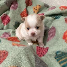 Sassy's boy 2 - Cream parti male Pomeranian puppy in Decatur, Iowa from Lisa Greenhalgh