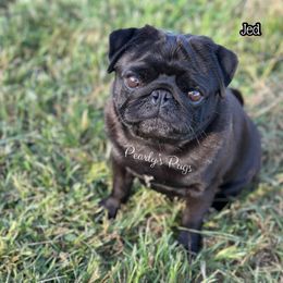 Jed - Pug