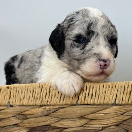 Dasher - Blue merle and white male Sheepadoodle puppy in Greeneville, Tennessee from Smokey Mountain Sheepadoodles
