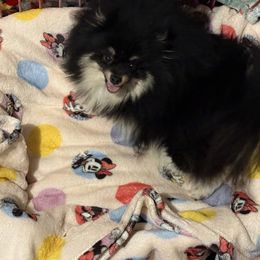 Secret - Pomeranian