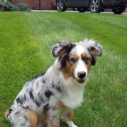 Australian Shepherd and Miniature Australian Shepherd Puppies from Holly Spring Farm Australian Shepherds