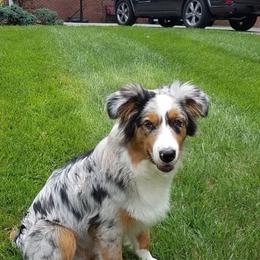 Australian Shepherd and Miniature Australian Shepherd Puppies from Holly Spring Farm Australian Shepherds