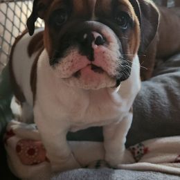 Bulldog Puppies from Mary Estabrook