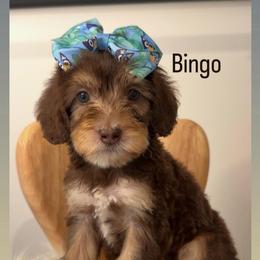 Bingo - Tri-color female Australian Labradoodle puppy in Arden, North Carolina from Kismet Labradoodles