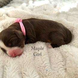 Maple - Brown and white female Bernedoodle puppy in Waco, Texas from Blessings Pups Doodles