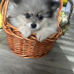 Skip - Blue parti Pomeranian puppy in Park Valley, Utah from Designer Pomeranians