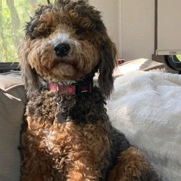 London boy - Bernedoodle