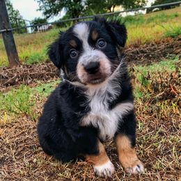 Australian Shepherds, Miniature Australian Shepherds, and Toy Australian Shepherds from North Texas Aussies