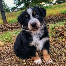 Australian Shepherds, Miniature Australian Shepherds, and Toy Australian Shepherds from North Texas Aussies