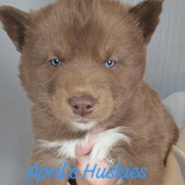 Dark blue boy - Red and white male Siberian Husky puppy in Terre Haute, Indiana from April's Huskies
