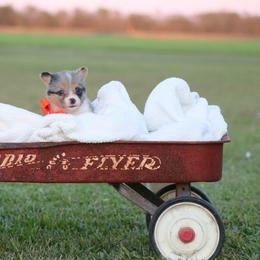 Girl 2 Orange Merle - Blue female Pembroke Welsh Corgi puppy in Ville Platte, Louisiana from Flat town corgis