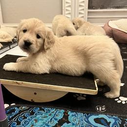 White collar - Light golden female Golden Retriever puppy in Ingleside, Texas from Sweetbay Goldens