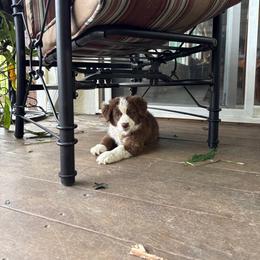 Rose - Red tri female Miniature Australian Shepherd puppy in Grants Pass, Oregon from Woodwind Miniatures