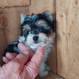 Boy 1 - Parti male Yorkshire Terrier puppy in Jamestown, Tennessee from Green Ridge