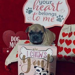 French Bulldog Puppies from Fur Baby Farms