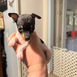 Baby B1B - White black and tan female Toy Fox Terrier puppy in Clermont, Florida from Debbie Hiles's Toy Fox Terriers