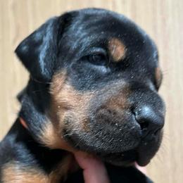 Chip - Black and rust male Doberman Pinscher puppy in Newberg, Oregon from De Mata Dobermann Kennel
