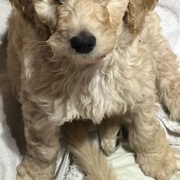 big boy - Poodle puppy from Celebrity Standard Poodles