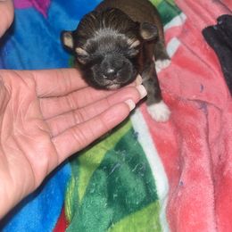 Female Shihtzu - Tricolor female Shih Tzu puppy in Memphis, Tennessee from Lady Class Kennel