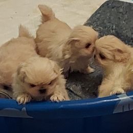 Pekingese Puppies from Sunny's Legacy Pekingese
