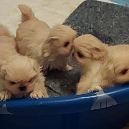 Pekingese Puppies from Sunny's Legacy Pekingese